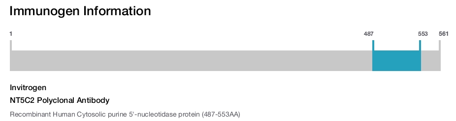 NT5C2 Polyclonal Antibody