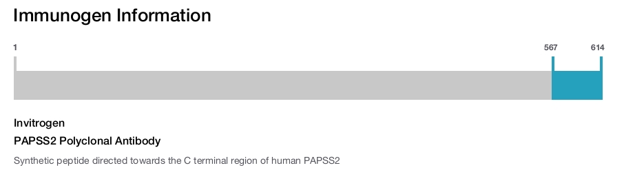 PAPSS2 Polyclonal Antibody