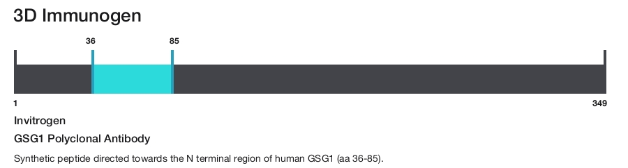 GSG1 Polyclonal Antibody
