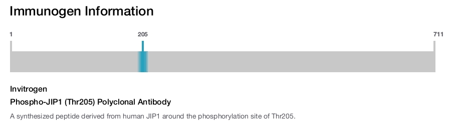 Phospho-JIP1 (Thr205) Polyclonal Antibody