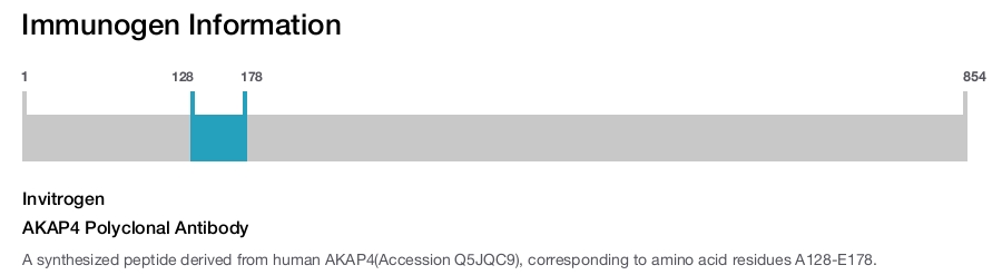 AKAP4 Polyclonal Antibody