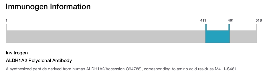 Immunogen Image ALDH1A2 Polyclonal Antibody