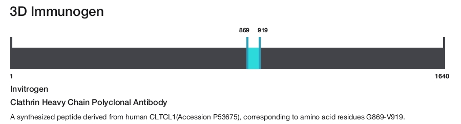 Clathrin Heavy Chain Polyclonal Antibody