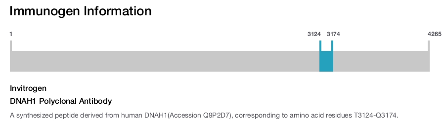 DNAH1 Polyclonal Antibody