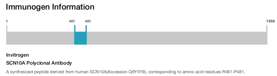 SCN10A Polyclonal Antibody