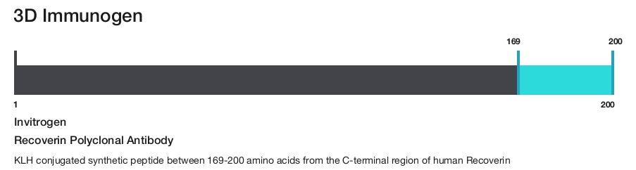 Recoverin Polyclonal Antibody