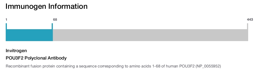 POU3F2 Polyclonal Antibody