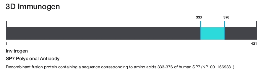 SP7 Polyclonal Antibody