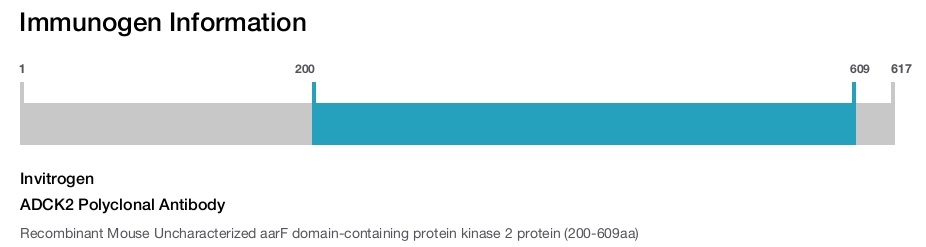 ADCK2 Polyclonal Antibody