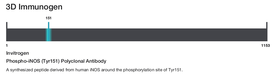 Phospho-iNOS (Tyr151) Polyclonal Antibody