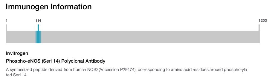 Phospho-eNOS (Ser114) Polyclonal Antibody