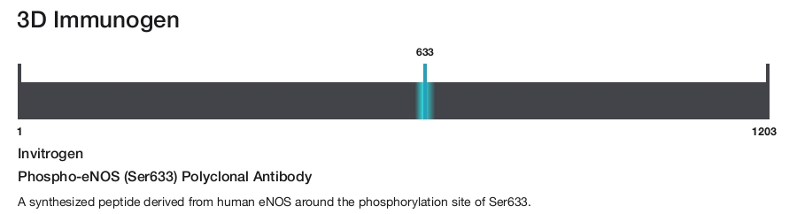 Phospho-eNOS (Ser633) Polyclonal Antibody
