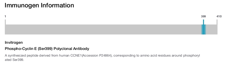 Phospho-Cyclin E (Ser399) Polyclonal Antibody