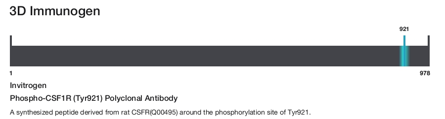 Phospho-CSF1R (Tyr921) Polyclonal Antibody