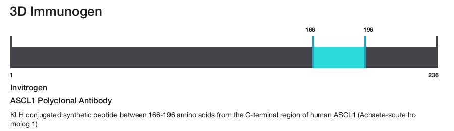 ASCL1 Polyclonal Antibody