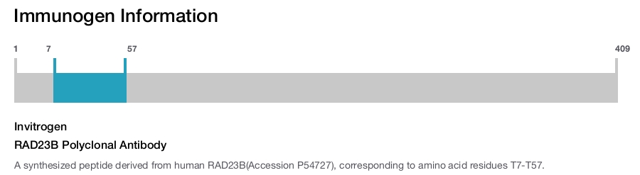 RAD23B Polyclonal Antibody