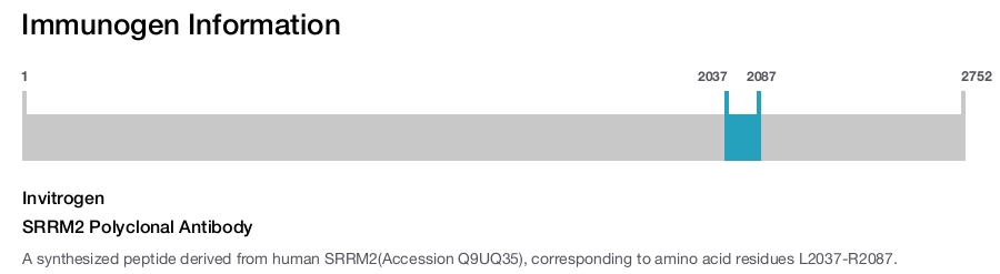 SRRM2 Polyclonal Antibody