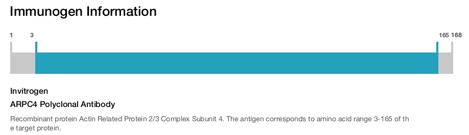 ARPC4 Polyclonal Antibody