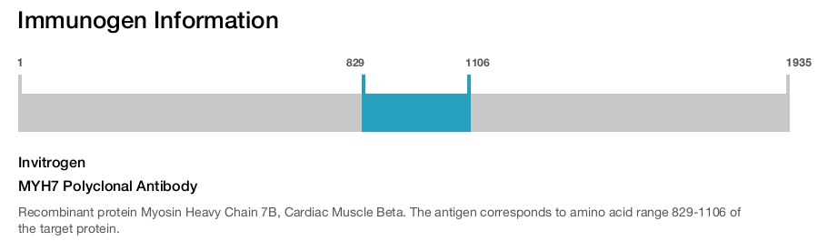 MYH7 Polyclonal Antibody