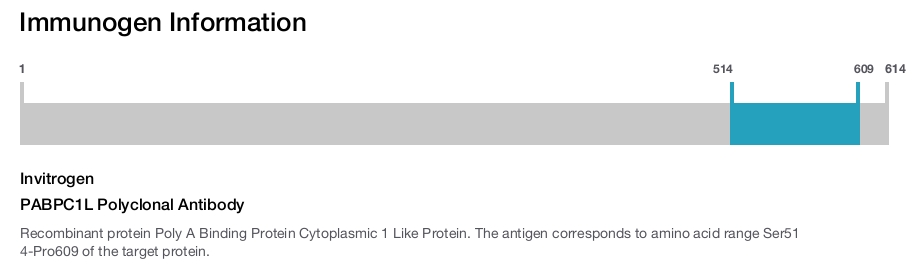 PABPC1L Polyclonal Antibody