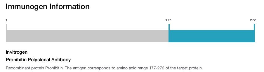 Prohibitin Polyclonal Antibody