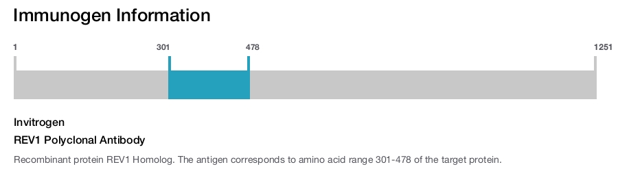 REV1 Polyclonal Antibody