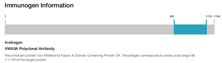 VWA3A Polyclonal Antibody