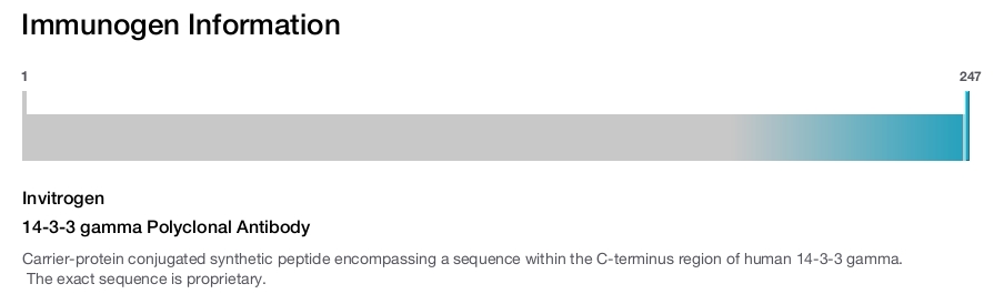 14-3-3 gamma Polyclonal Antibody
