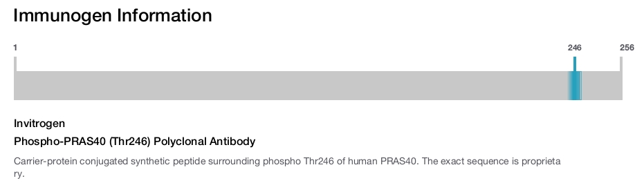 Phospho-PRAS40 (Thr246) Polyclonal Antibody