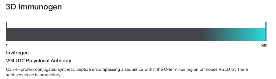 VGLUT2 Polyclonal Antibody