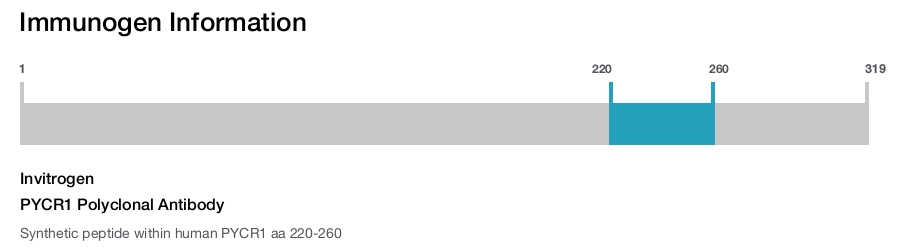 PYCR1 Polyclonal Antibody