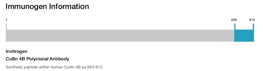 Cullin 4B Polyclonal Antibody