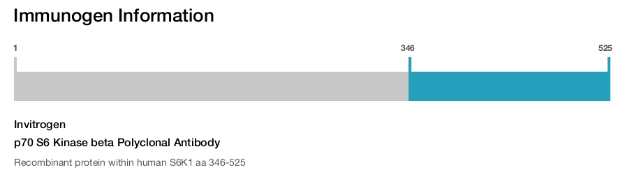 p70 S6 Kinase beta Polyclonal Antibody