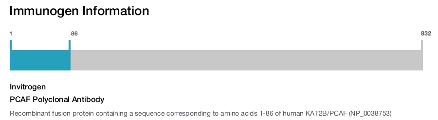 PCAF Polyclonal Antibody