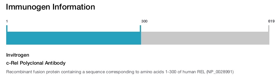 c-Rel Polyclonal Antibody