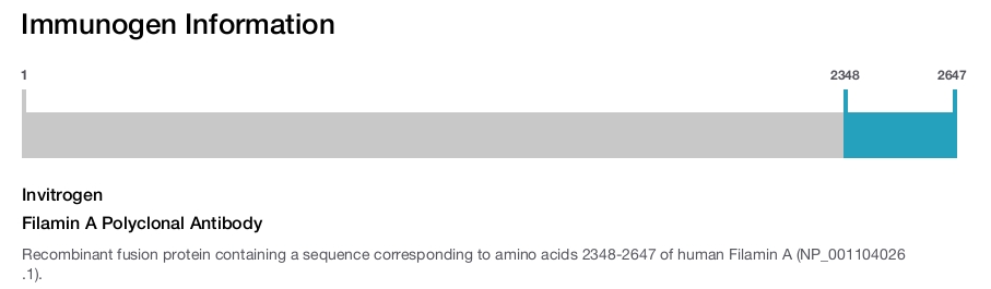 Filamin A Polyclonal Antibody
