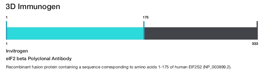 eIF2 beta Polyclonal Antibody