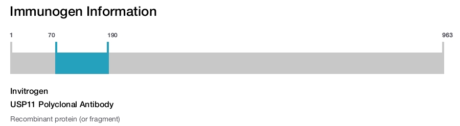 USP11 Polyclonal Antibody