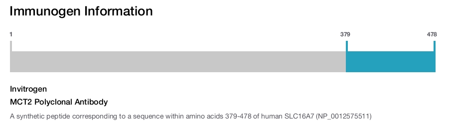 MCT2 Polyclonal Antibody