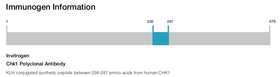 Chk1 Polyclonal Antibody