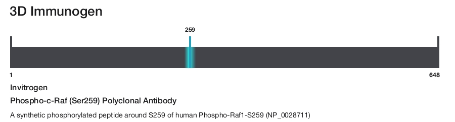 Phospho-c-Raf (Ser259) Polyclonal Antibody