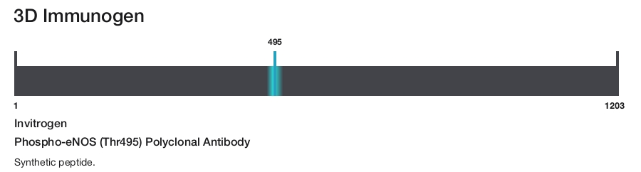 Phospho-eNOS (Thr495) Polyclonal Antibody