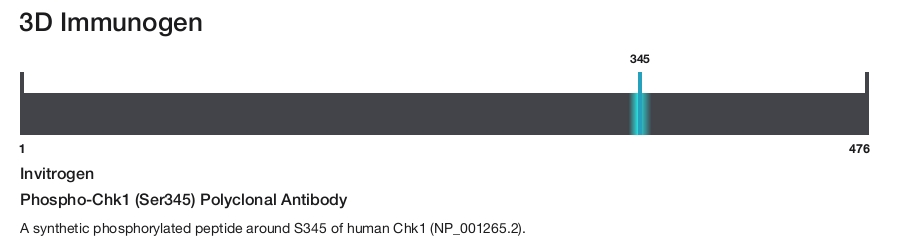 Phospho-Chk1 (Ser345) Polyclonal Antibody