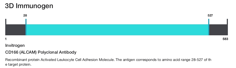 CD166 (ALCAM) Polyclonal Antibody