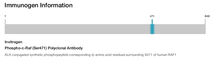 Phospho-c-Raf (Ser471) Polyclonal Antibody