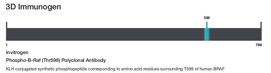 Phospho-B-Raf (Thr598) Polyclonal Antibody