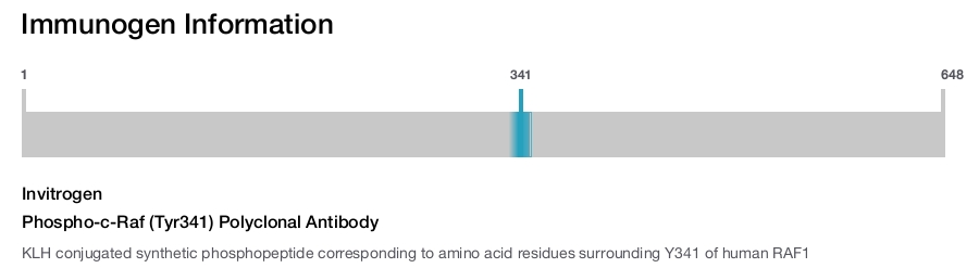 Phospho-c-Raf (Tyr341) Polyclonal Antibody