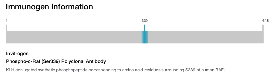 Phospho-c-Raf (Ser339) Polyclonal Antibody