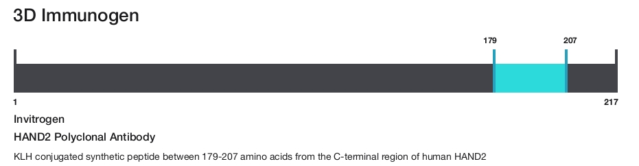 HAND2 Polyclonal Antibody