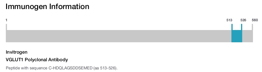 VGLUT1 Polyclonal Antibody